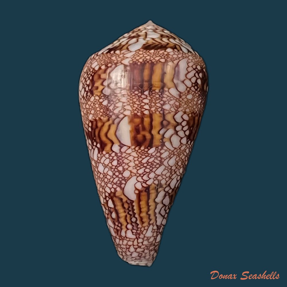 copia-de-conus-dalli-stearns-1873-44-2mm