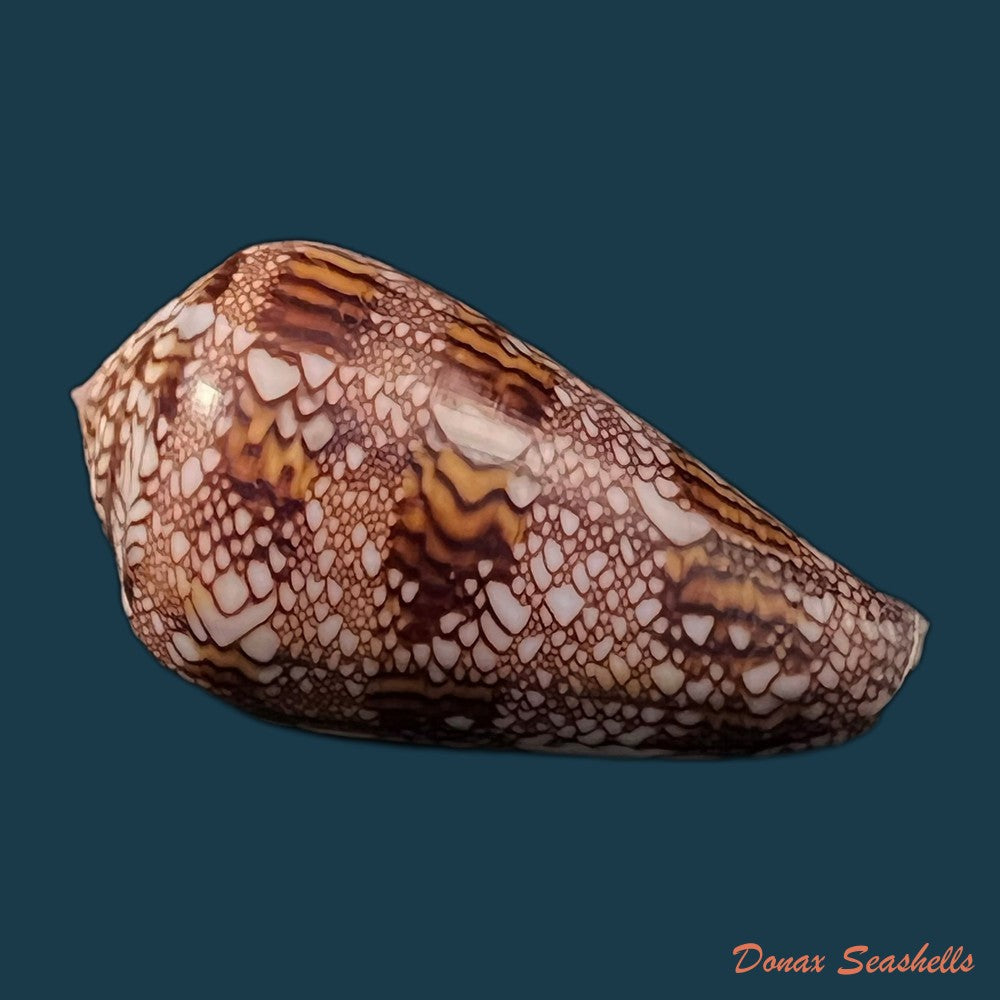copia-de-conus-dalli-stearns-1873-44-2mm