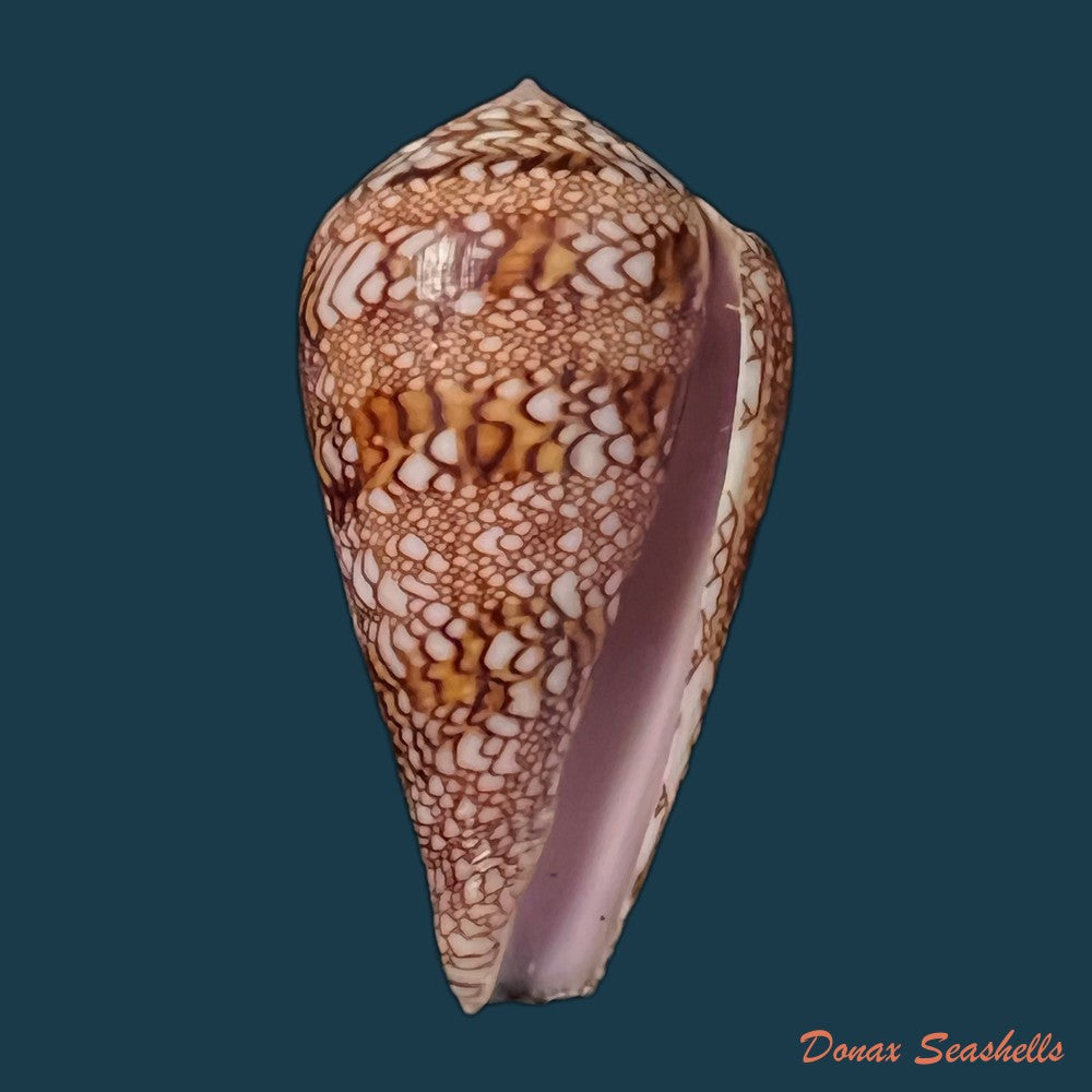 copia-de-conus-dalli-stearns-1873-44-2mm