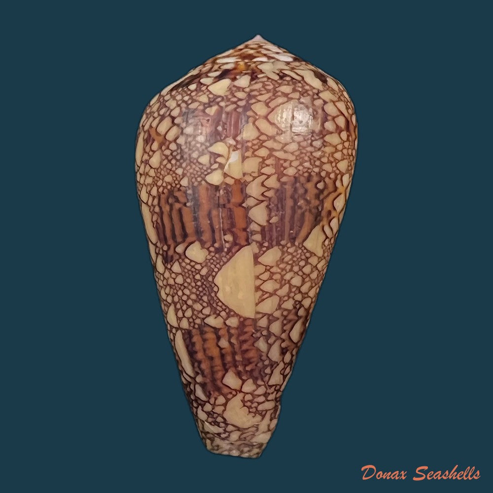 copia-de-conus-dalli-stearns-1873-44mm