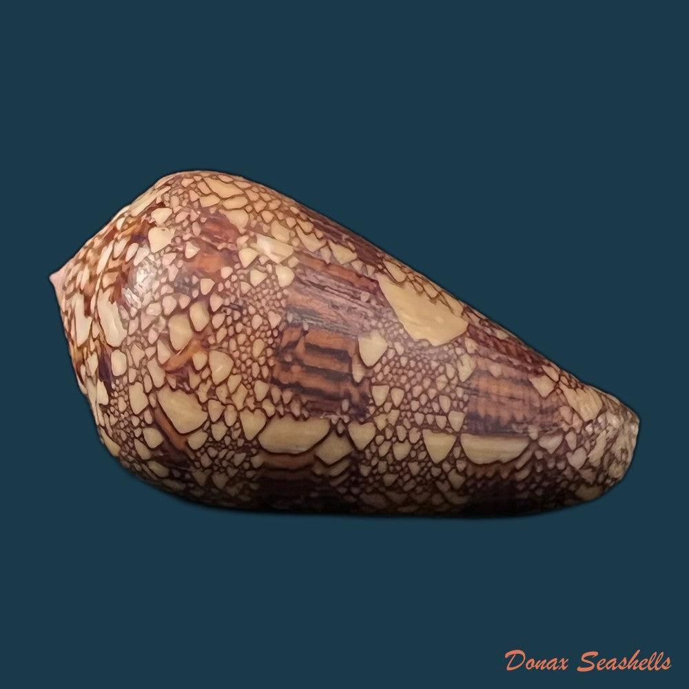 copia-de-conus-dalli-stearns-1873-44mm
