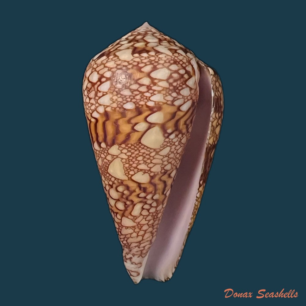 copia-de-conus-dalli-stearns-1873-44mm