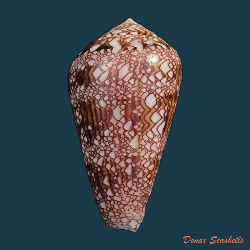 copia-de-conus-dalli-stearns-1873-54-8mm