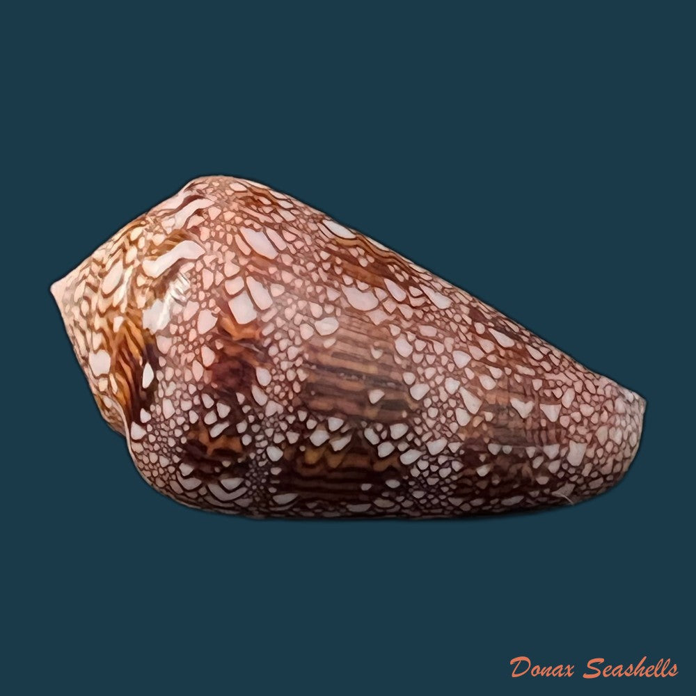 copia-de-conus-dalli-stearns-1873-54-8mm