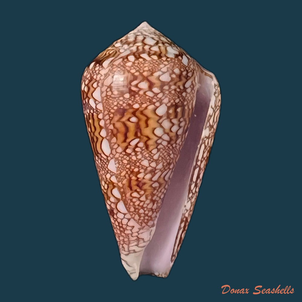copia-de-conus-dalli-stearns-1873-54-8mm