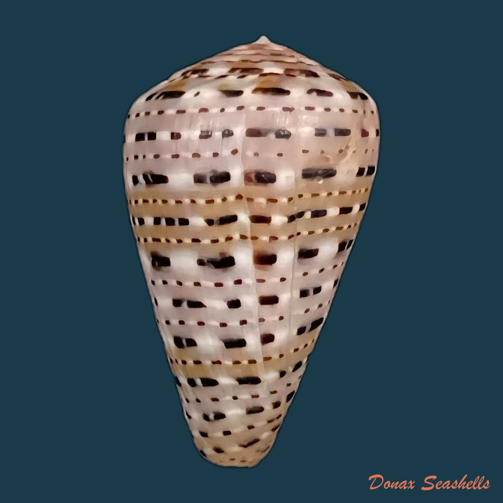 copia-de-conus-genuanus-linnaeus-1758-40-3mm-1