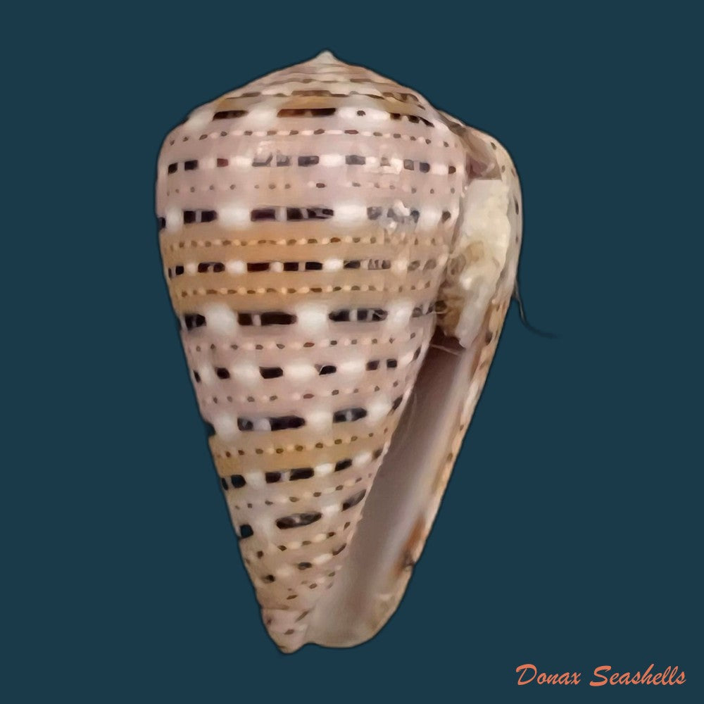 copia-de-conus-genuanus-linnaeus-1758-40-3mm-1