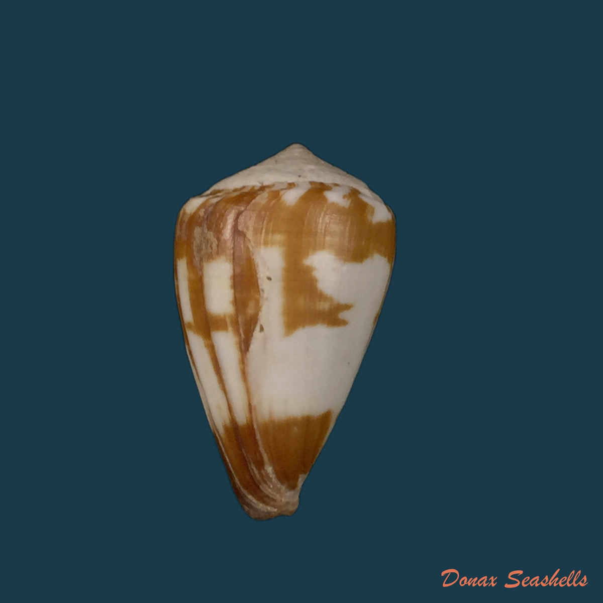 copia-de-conus-genuanus-linnaeus-1758-40-3mm