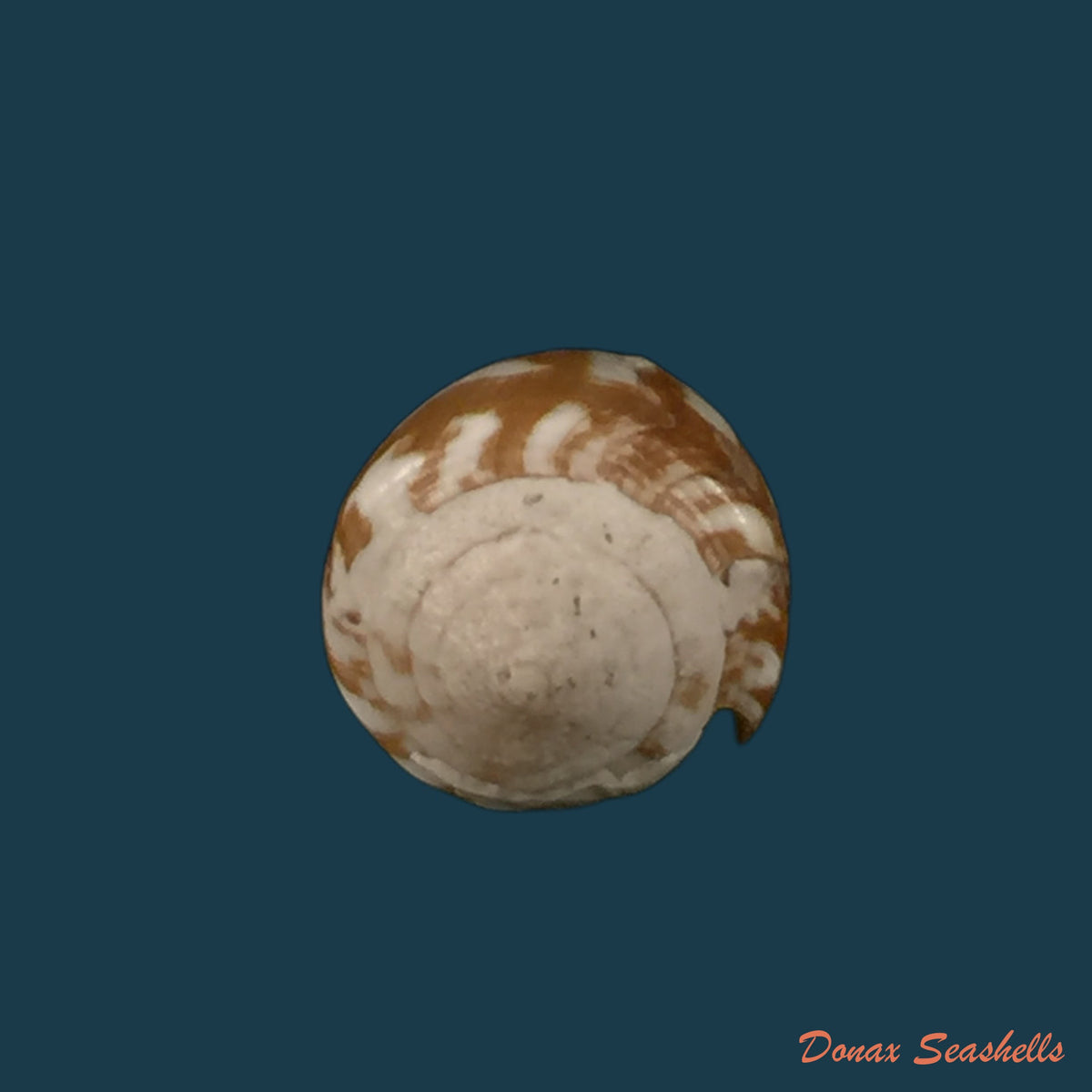 copia-de-conus-genuanus-linnaeus-1758-40-3mm