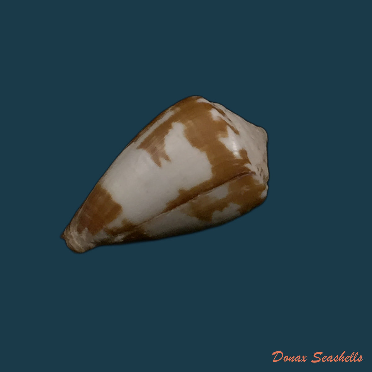 copia-de-conus-genuanus-linnaeus-1758-40-3mm
