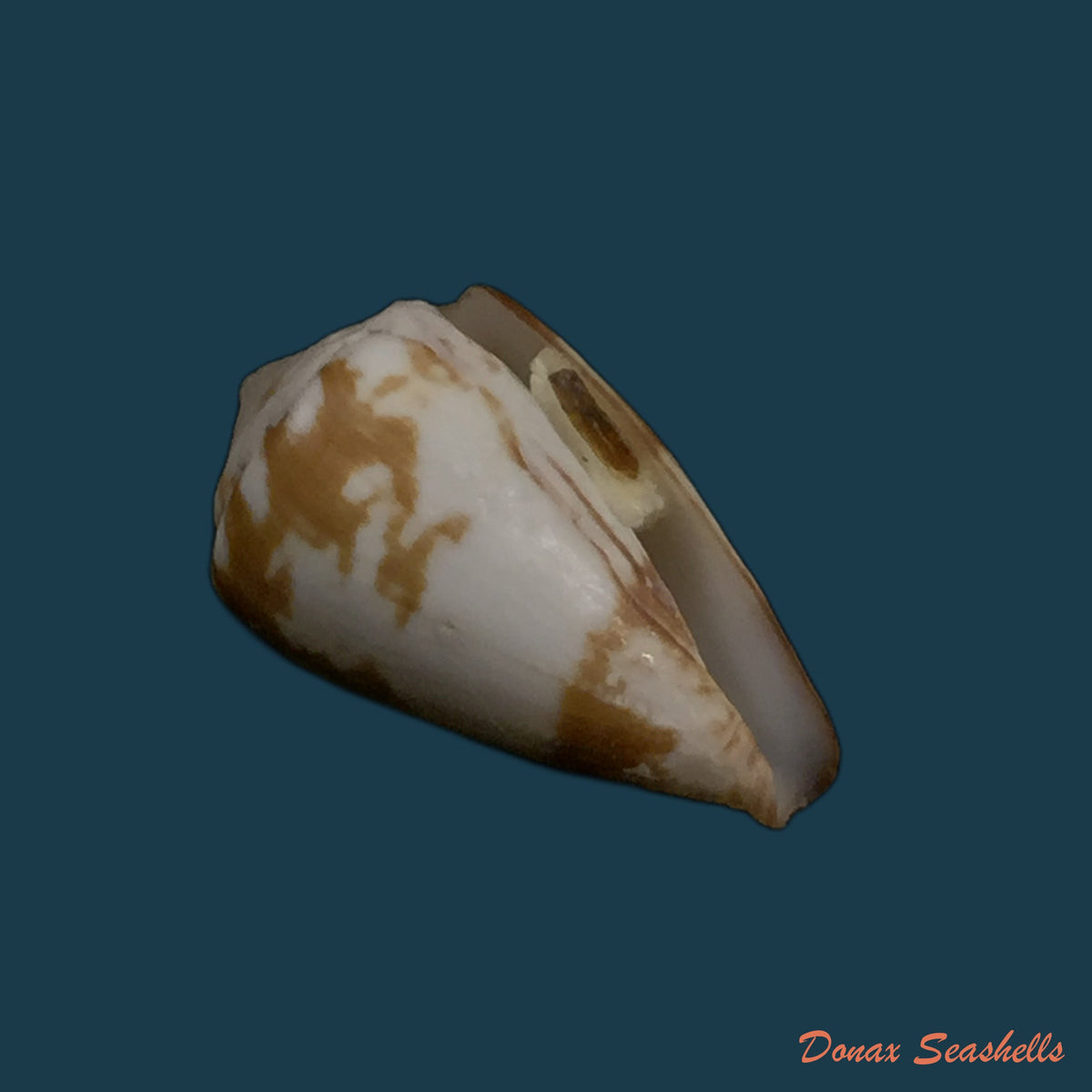 copia-de-conus-genuanus-linnaeus-1758-40-3mm
