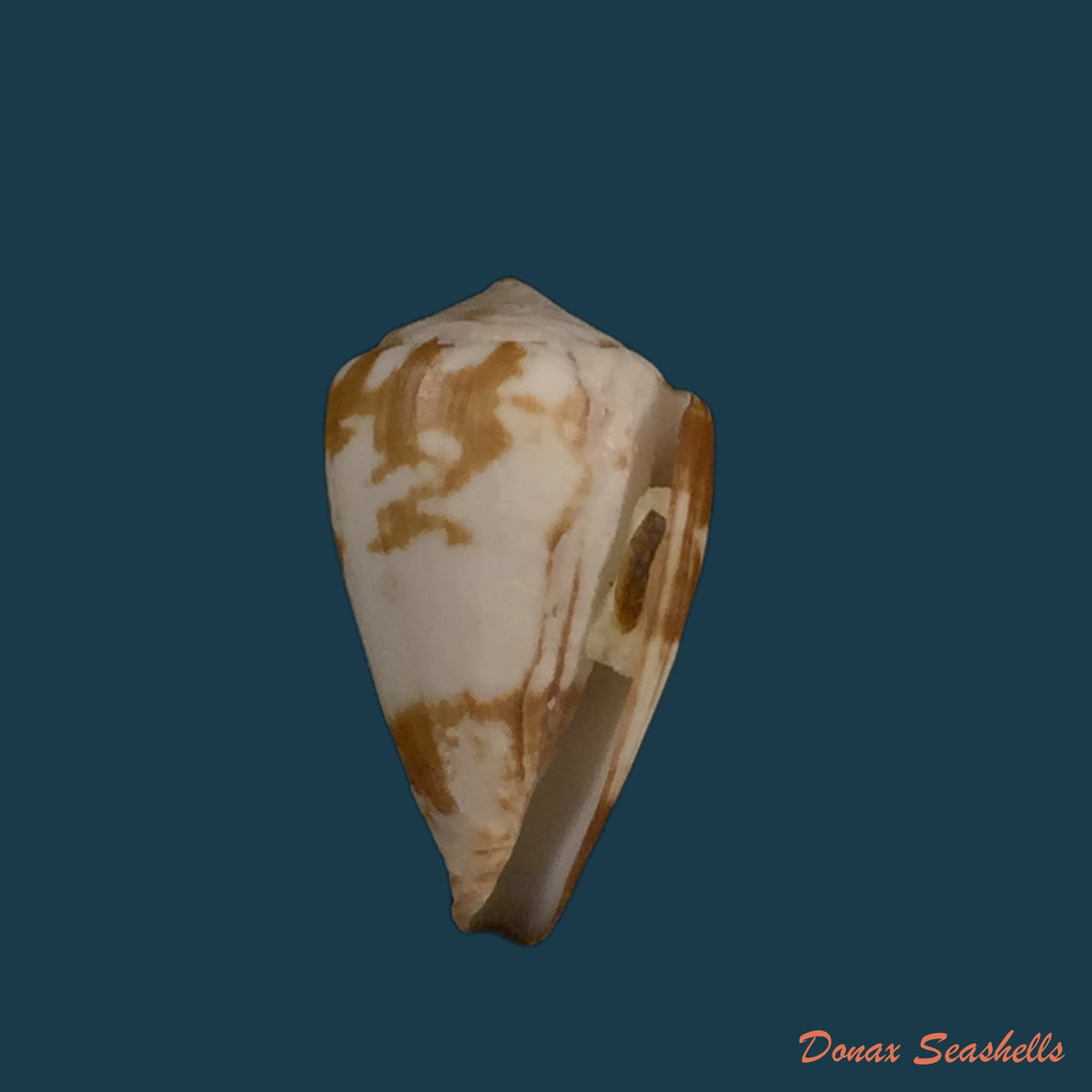 copia-de-conus-genuanus-linnaeus-1758-40-3mm