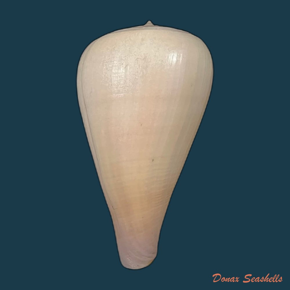 copia-de-conus-gladiator-broderip-1833-31-9mm-1