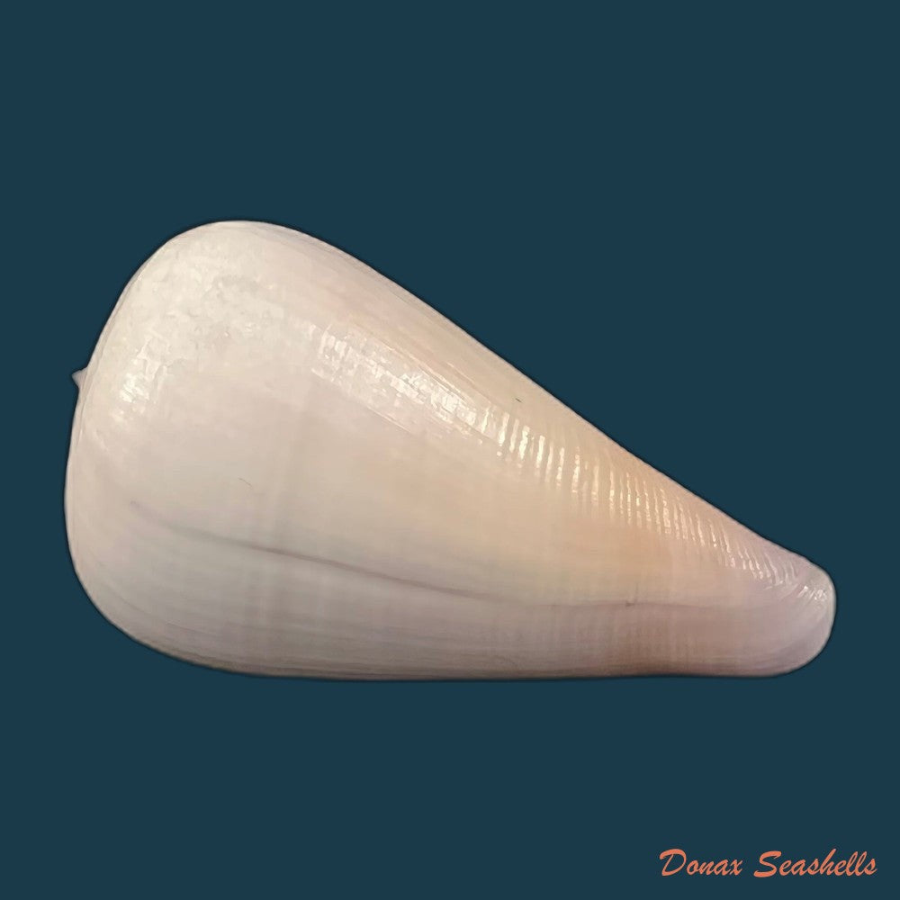 copia-de-conus-gladiator-broderip-1833-31-9mm-1