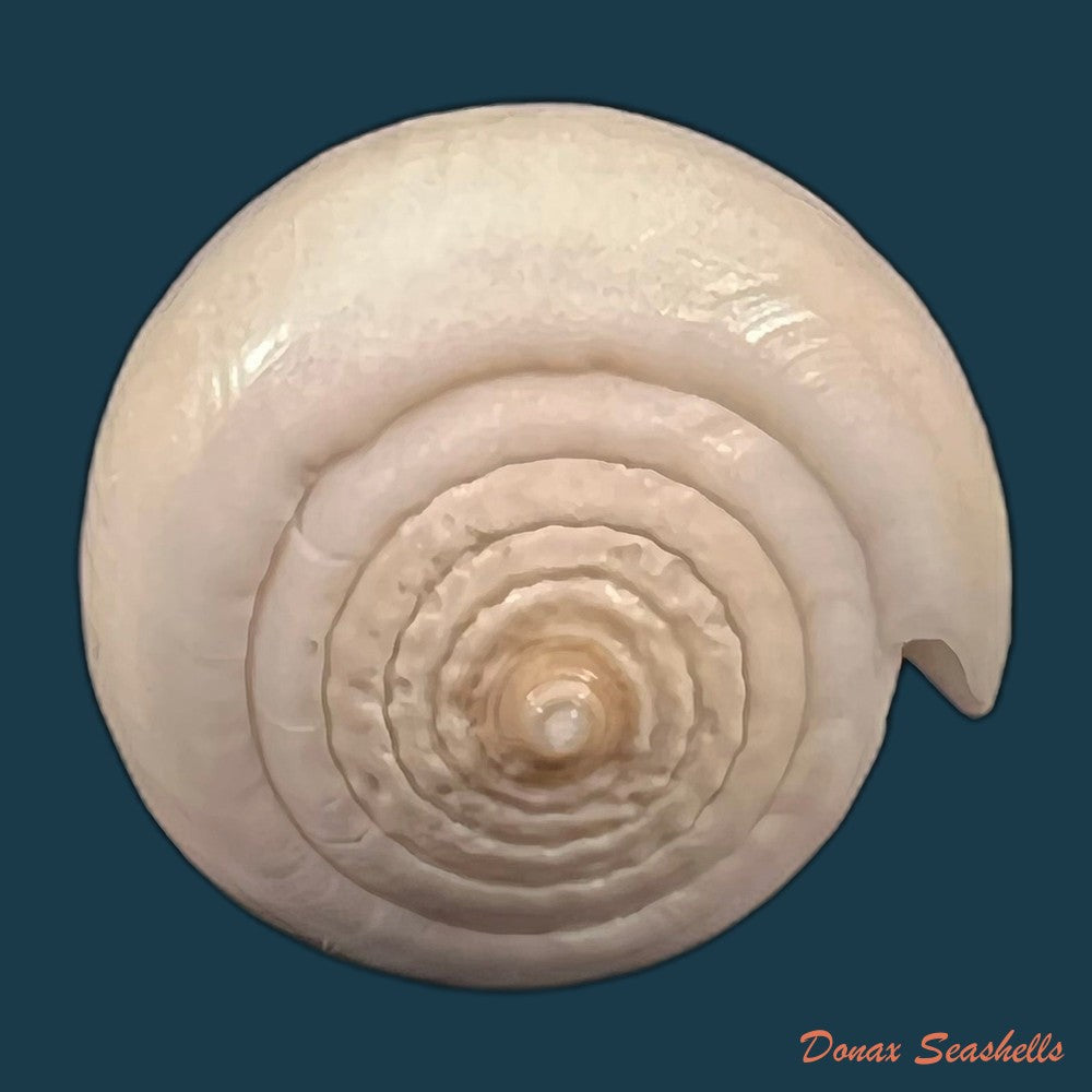 copia-de-conus-gladiator-broderip-1833-31-9mm-1