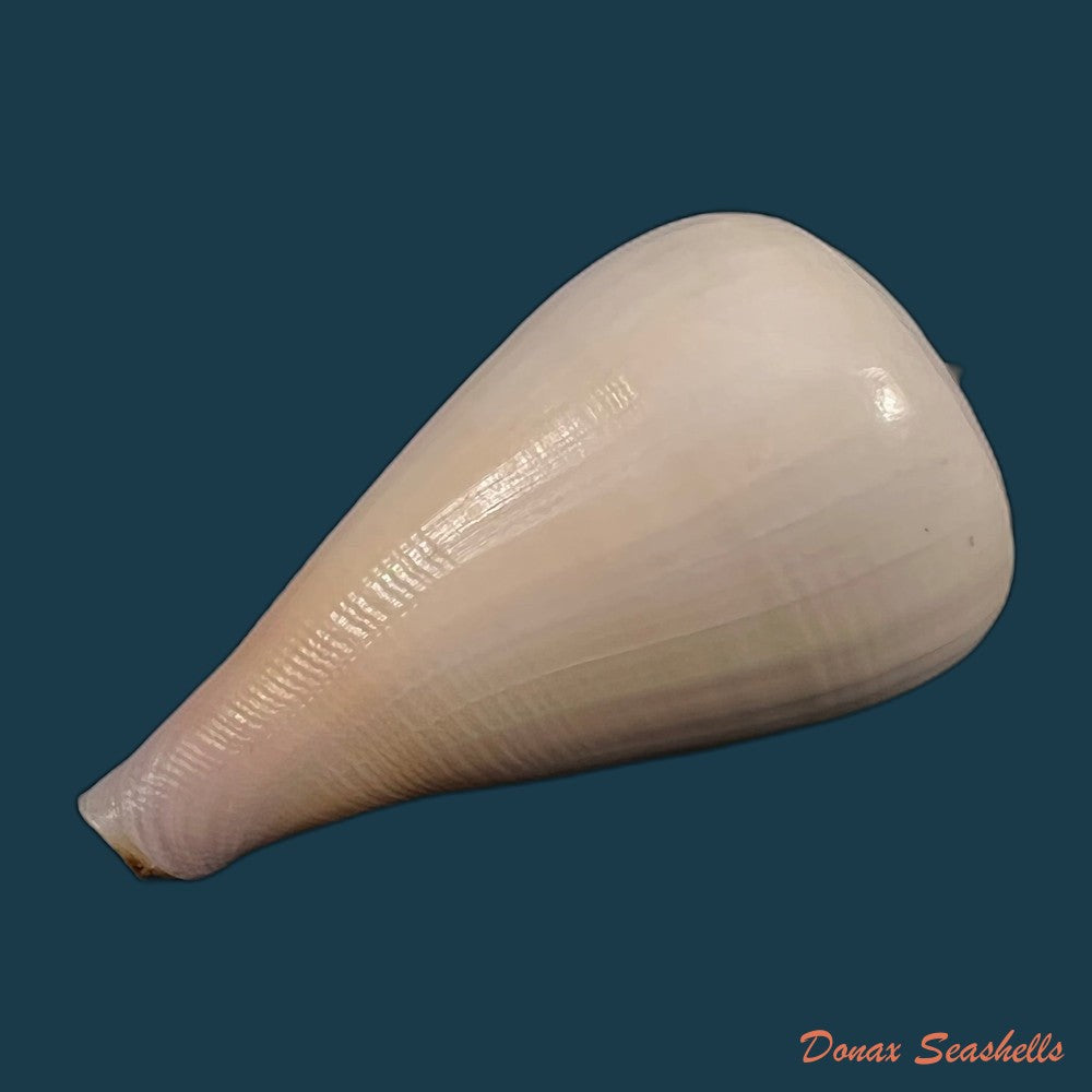 copia-de-conus-gladiator-broderip-1833-31-9mm-1