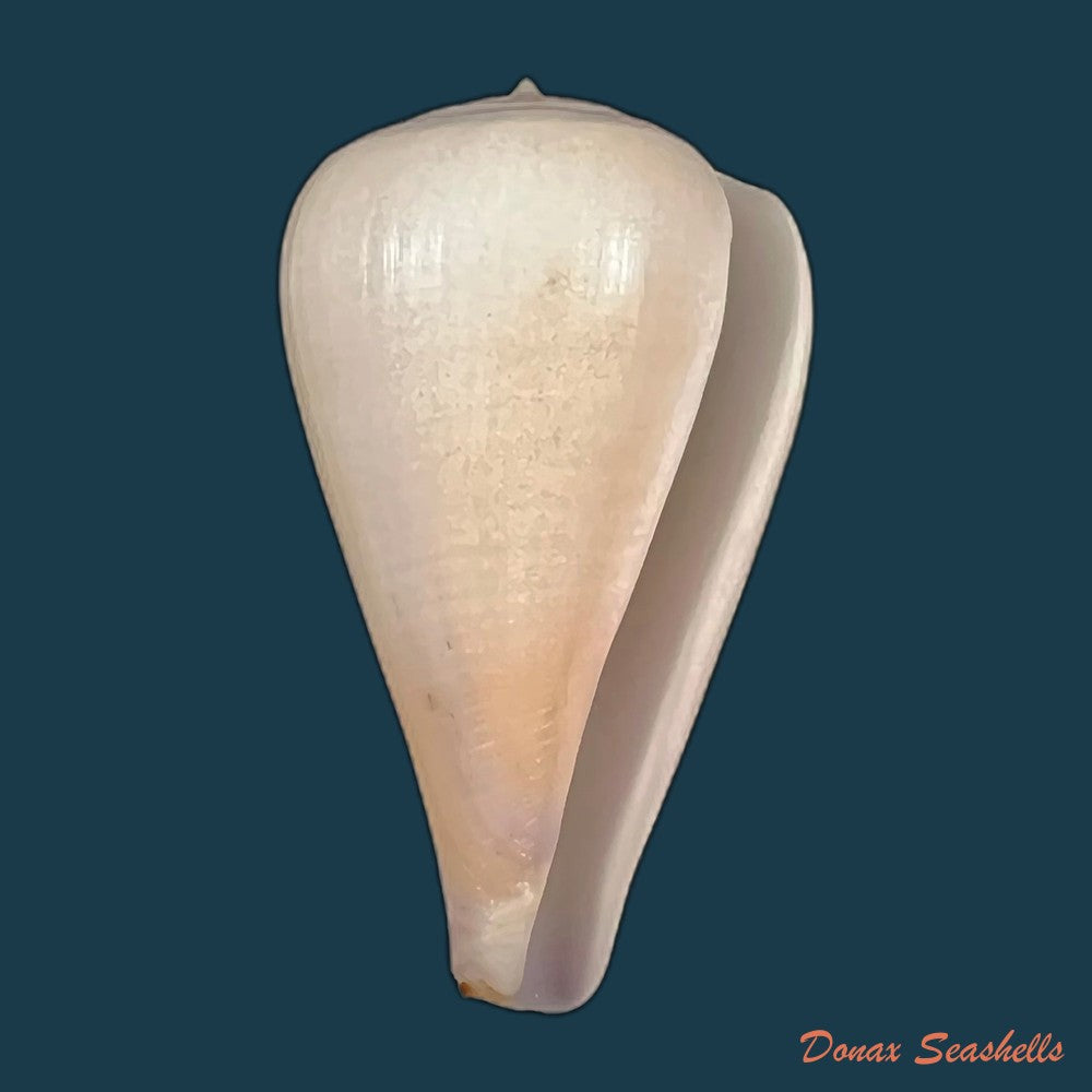 copia-de-conus-gladiator-broderip-1833-31-9mm-1
