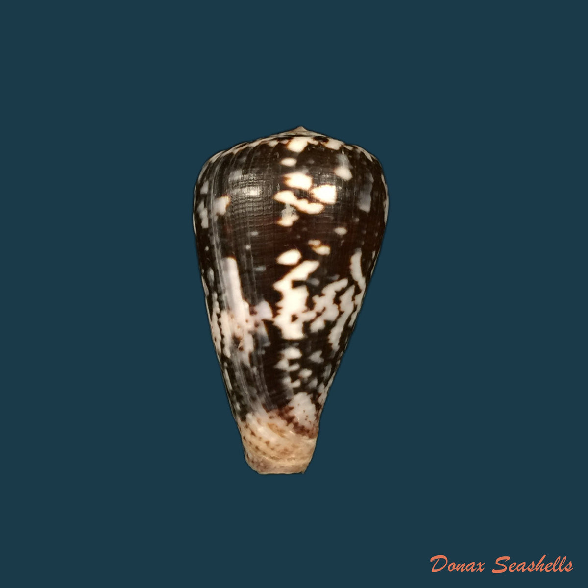 copia-de-conus-gladiator-broderip-1833-31-9mm