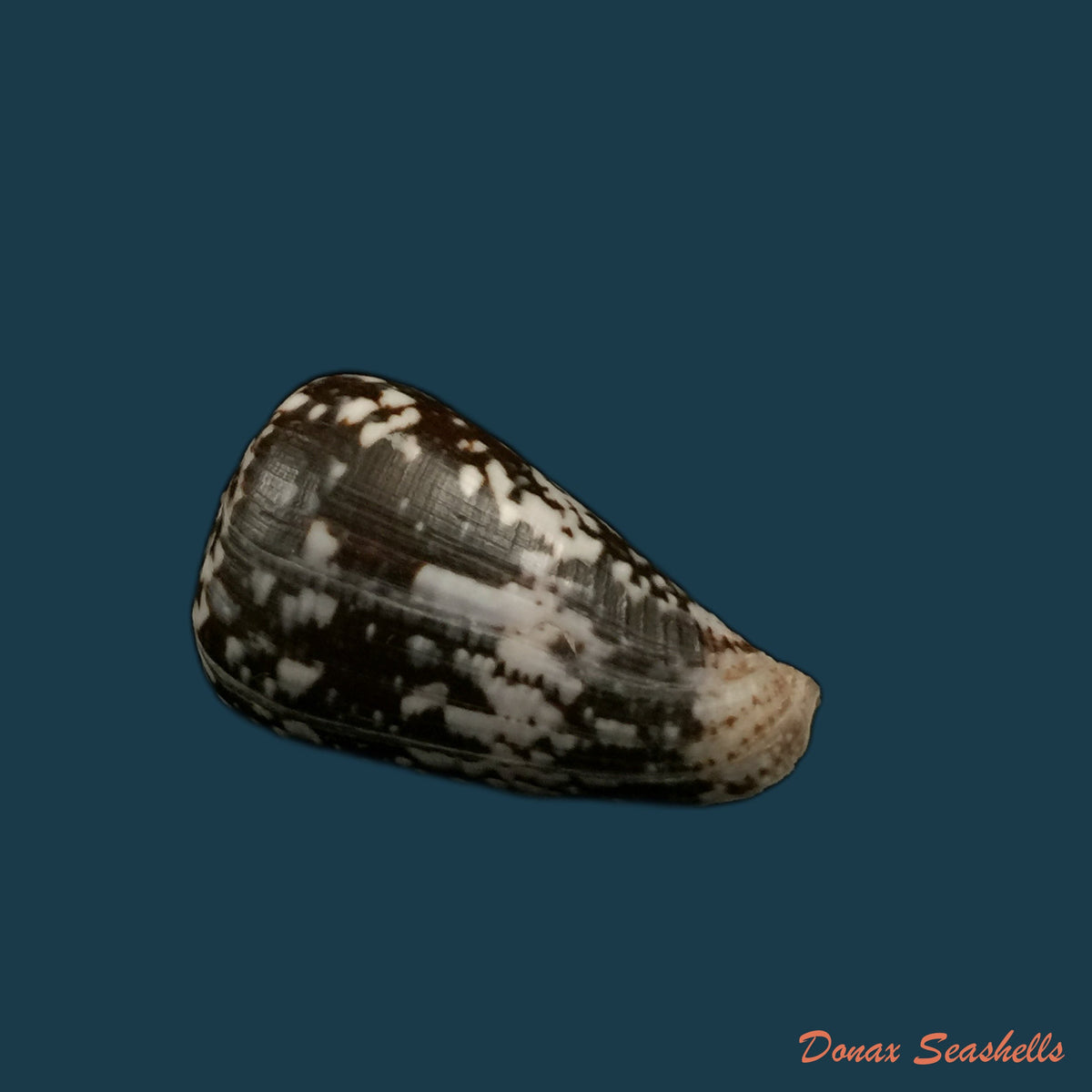copia-de-conus-gladiator-broderip-1833-31-9mm