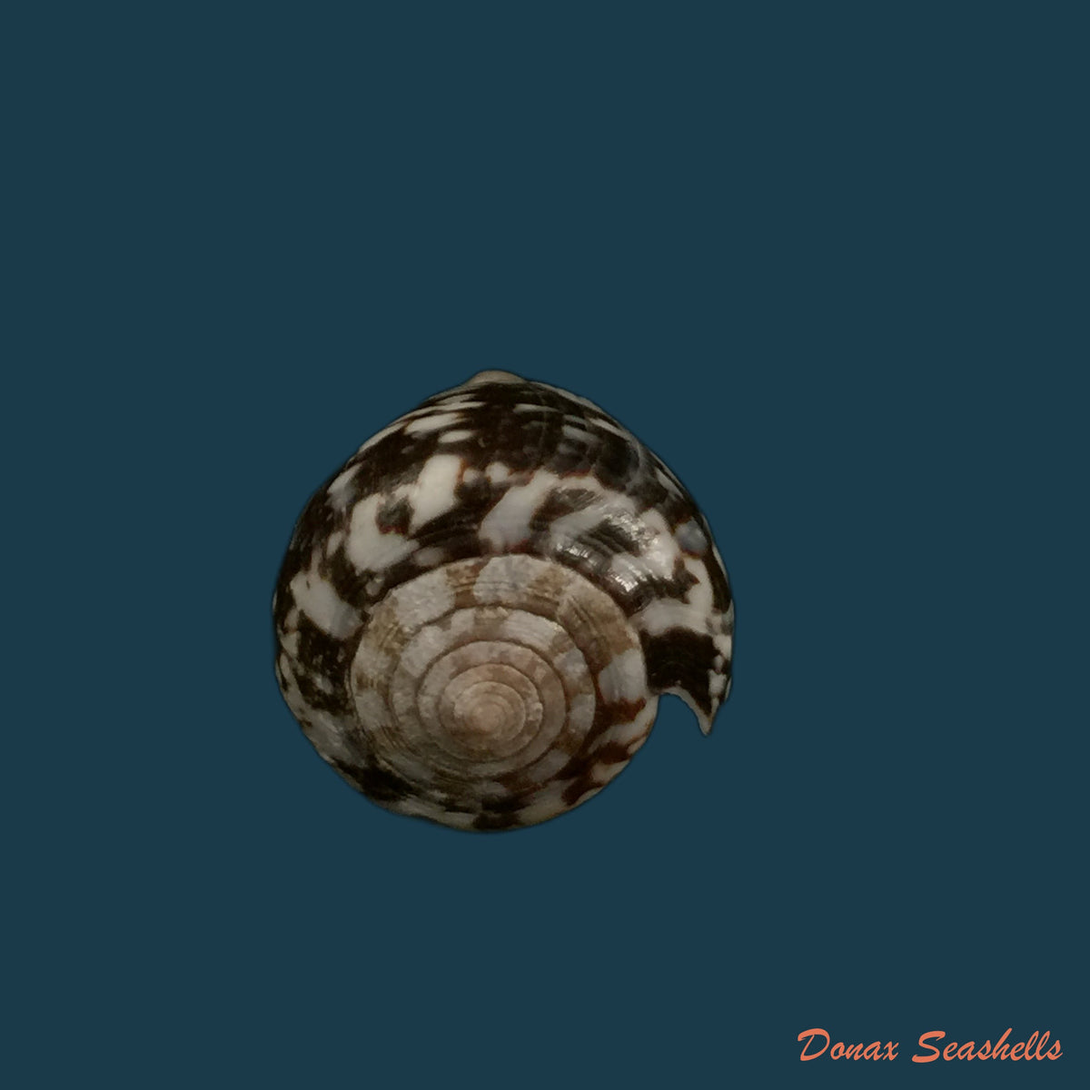 copia-de-conus-gladiator-broderip-1833-31-9mm