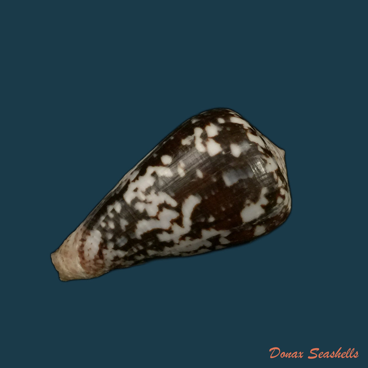 copia-de-conus-gladiator-broderip-1833-31-9mm