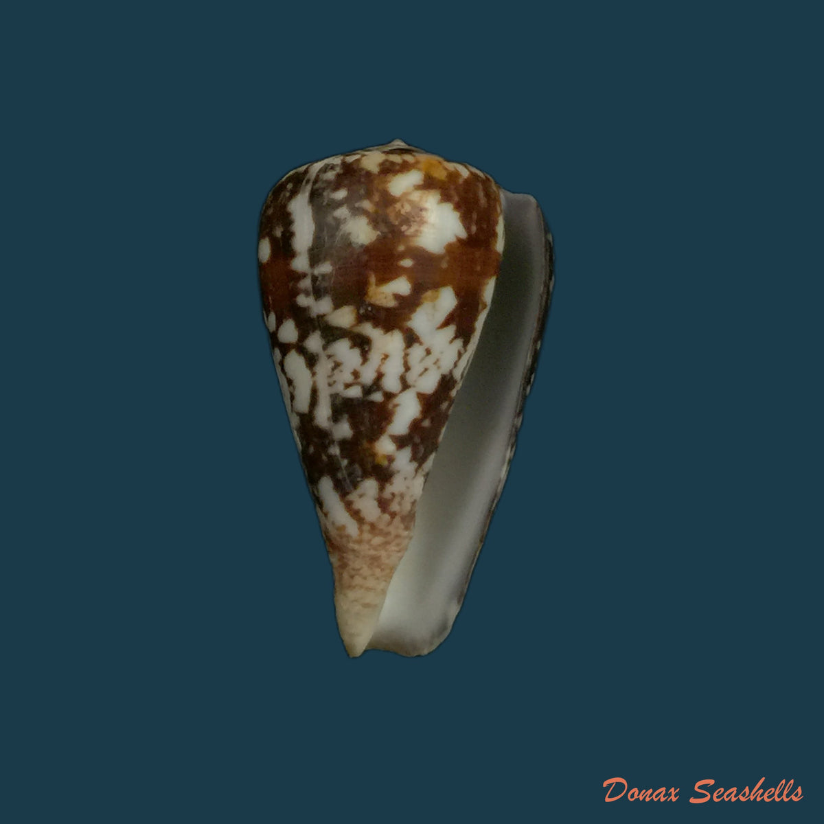 copia-de-conus-gladiator-broderip-1833-31-9mm