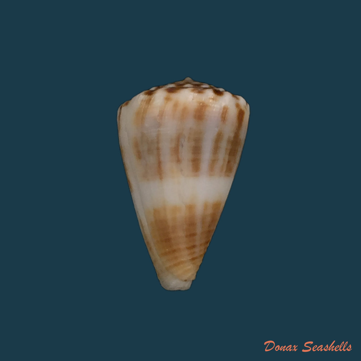copia-de-conus-gladiator-broderip-1833-32-8mm