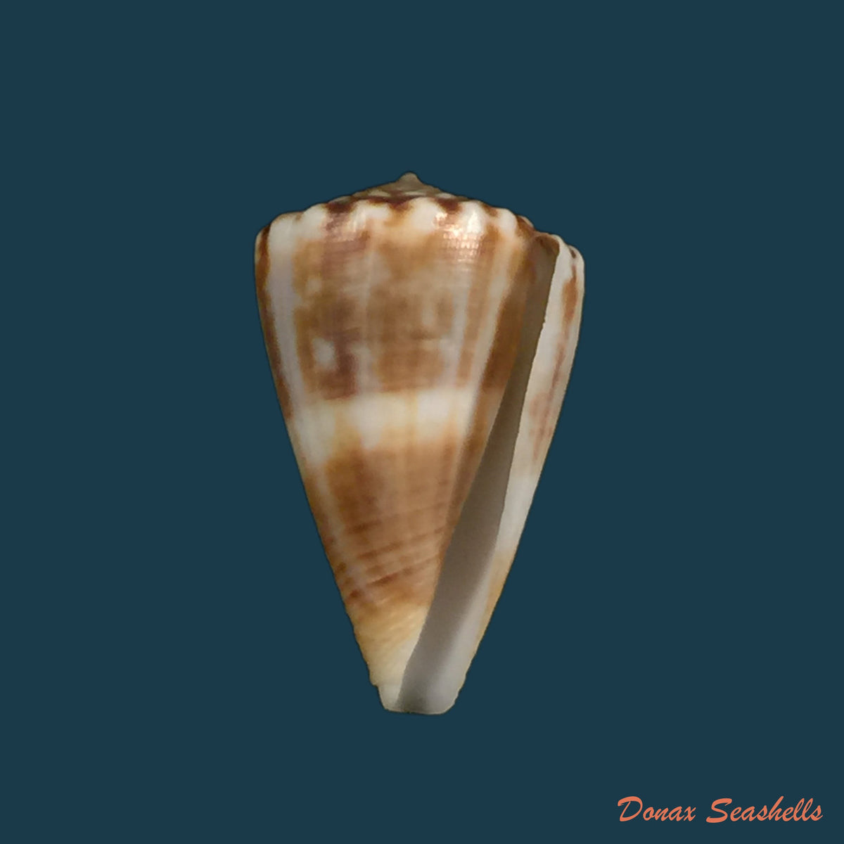 copia-de-conus-gladiator-broderip-1833-32-8mm