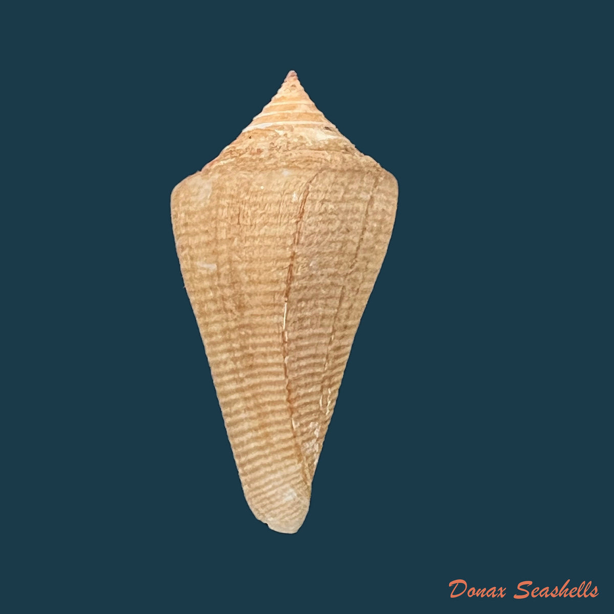 copia-de-conus-hazinorum-petuch-r-f-myers-2014-51-8mm
