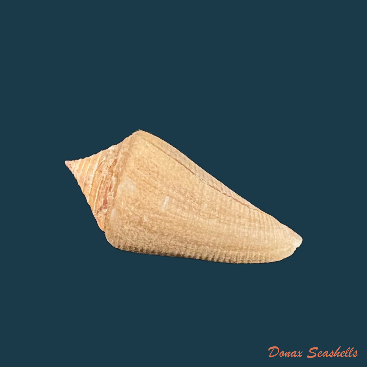 copia-de-conus-hazinorum-petuch-r-f-myers-2014-51-8mm