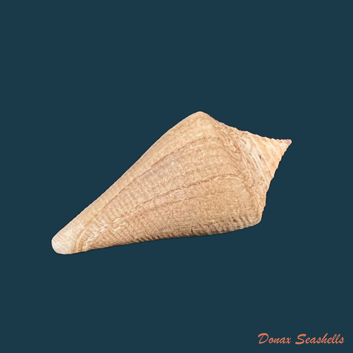 copia-de-conus-hazinorum-petuch-r-f-myers-2014-51-8mm
