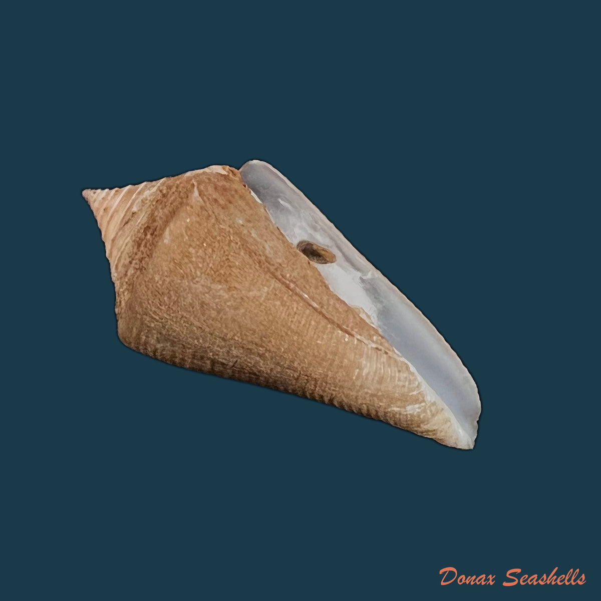 copia-de-conus-hazinorum-petuch-r-f-myers-2014-51-8mm