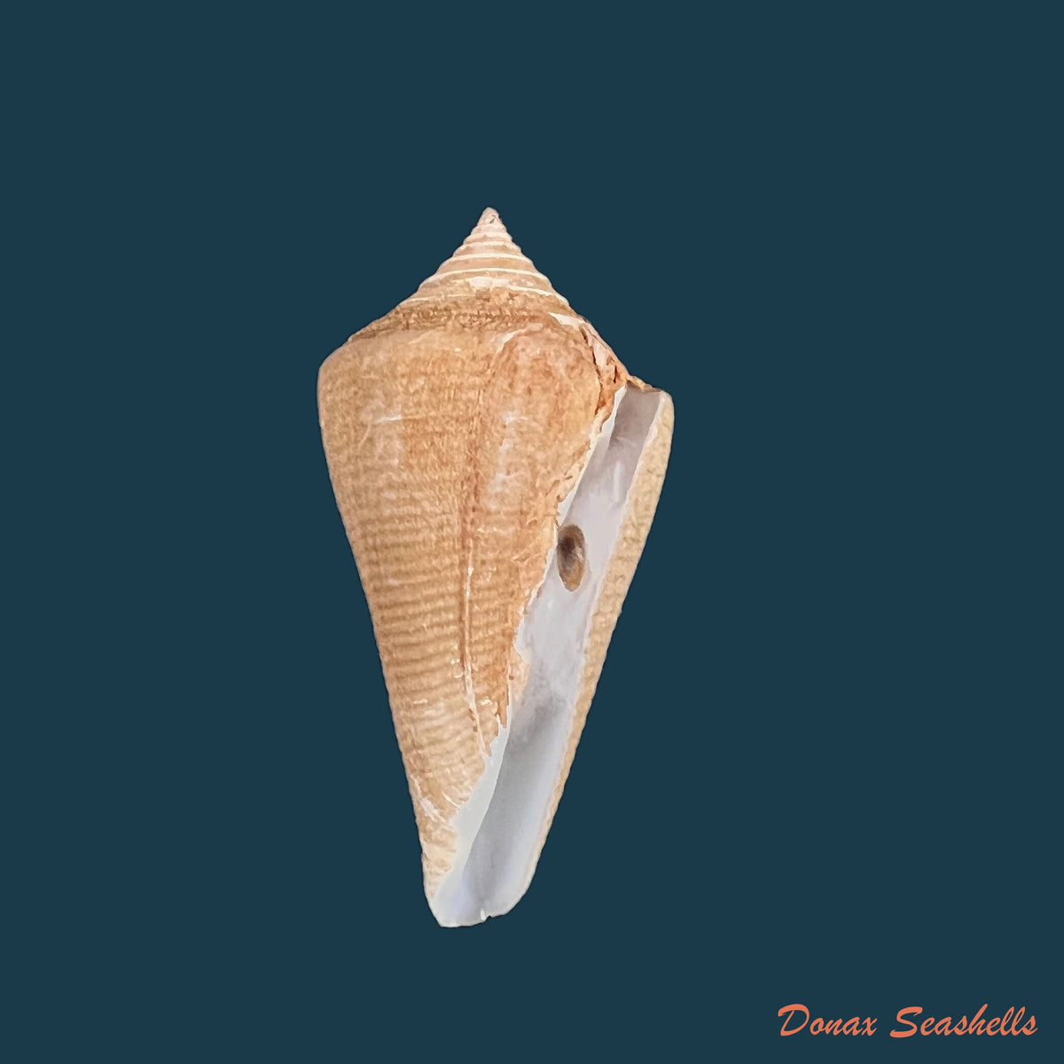 copia-de-conus-hazinorum-petuch-r-f-myers-2014-51-8mm