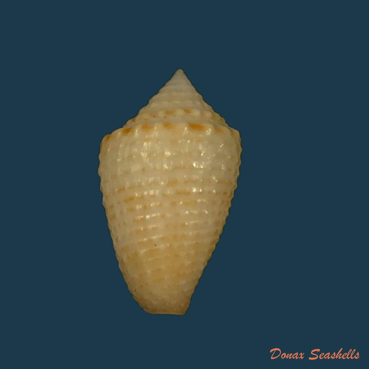 copia-de-conus-henckesi-coltro-2004-16-7mm