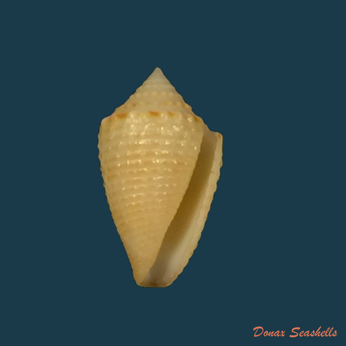 copia-de-conus-henckesi-coltro-2004-16-7mm