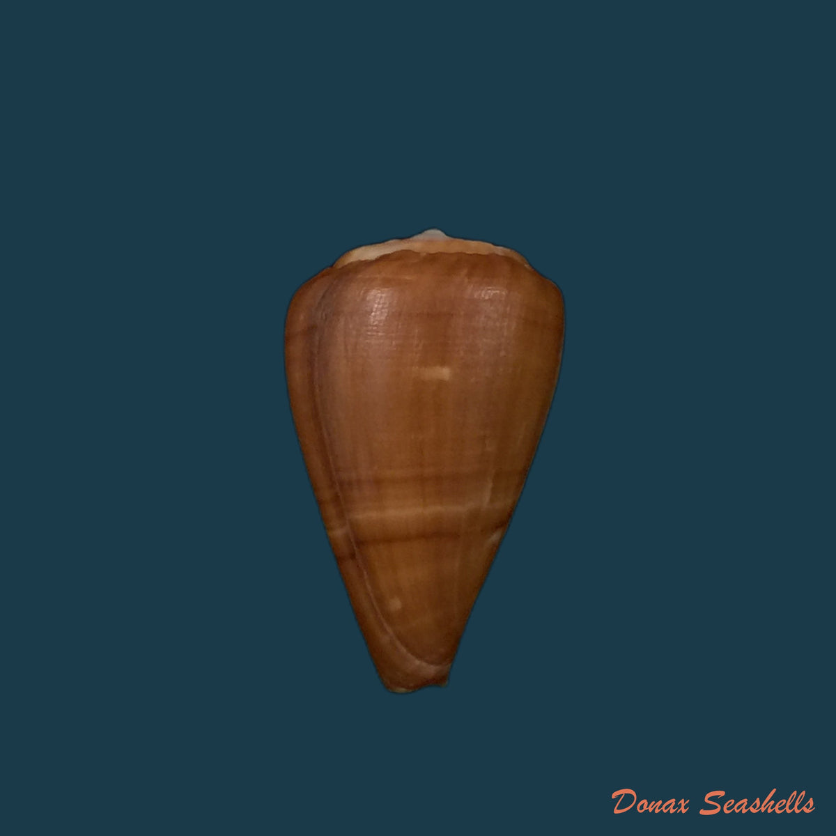 copia-de-conus-irregularis-g-b-sowerby-ii-1858-38-6mm