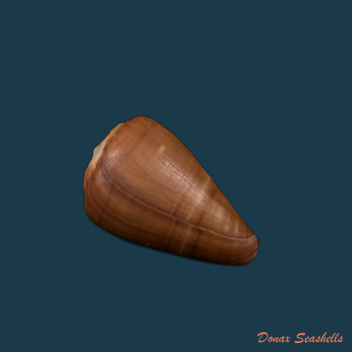 copia-de-conus-irregularis-g-b-sowerby-ii-1858-38-6mm