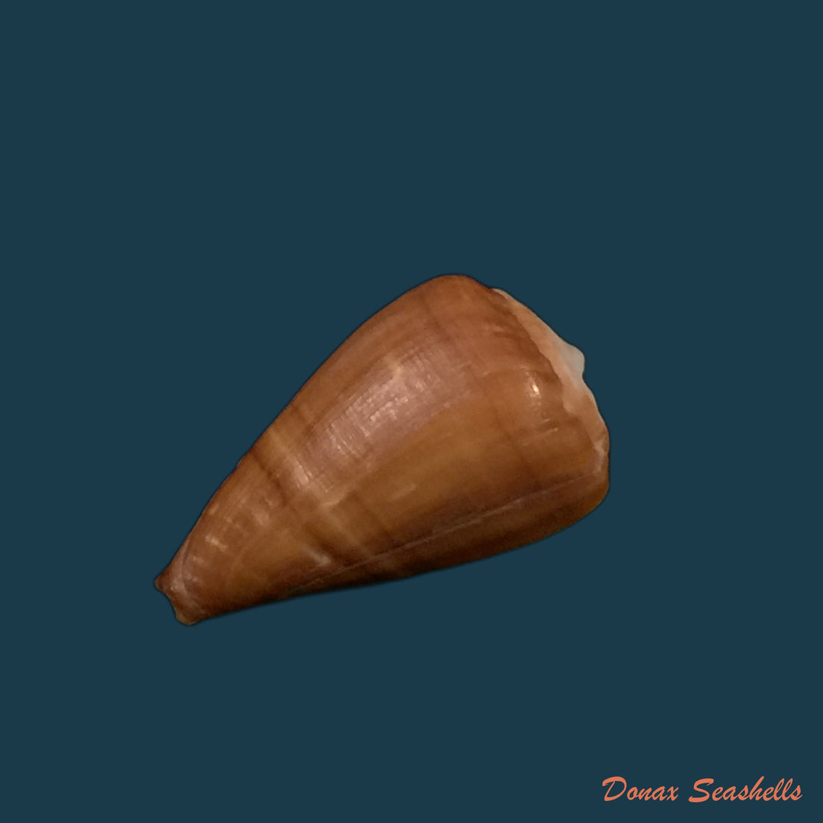 copia-de-conus-irregularis-g-b-sowerby-ii-1858-38-6mm