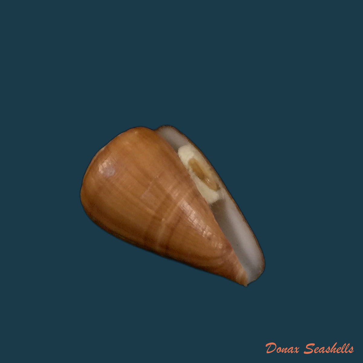 copia-de-conus-irregularis-g-b-sowerby-ii-1858-38-6mm
