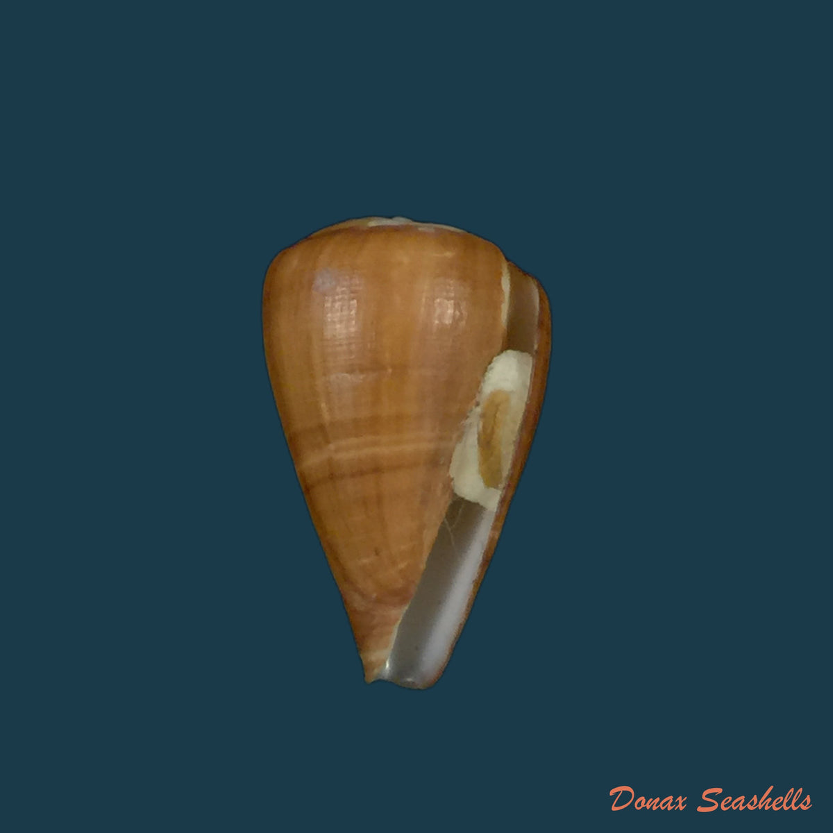 copia-de-conus-irregularis-g-b-sowerby-ii-1858-38-6mm