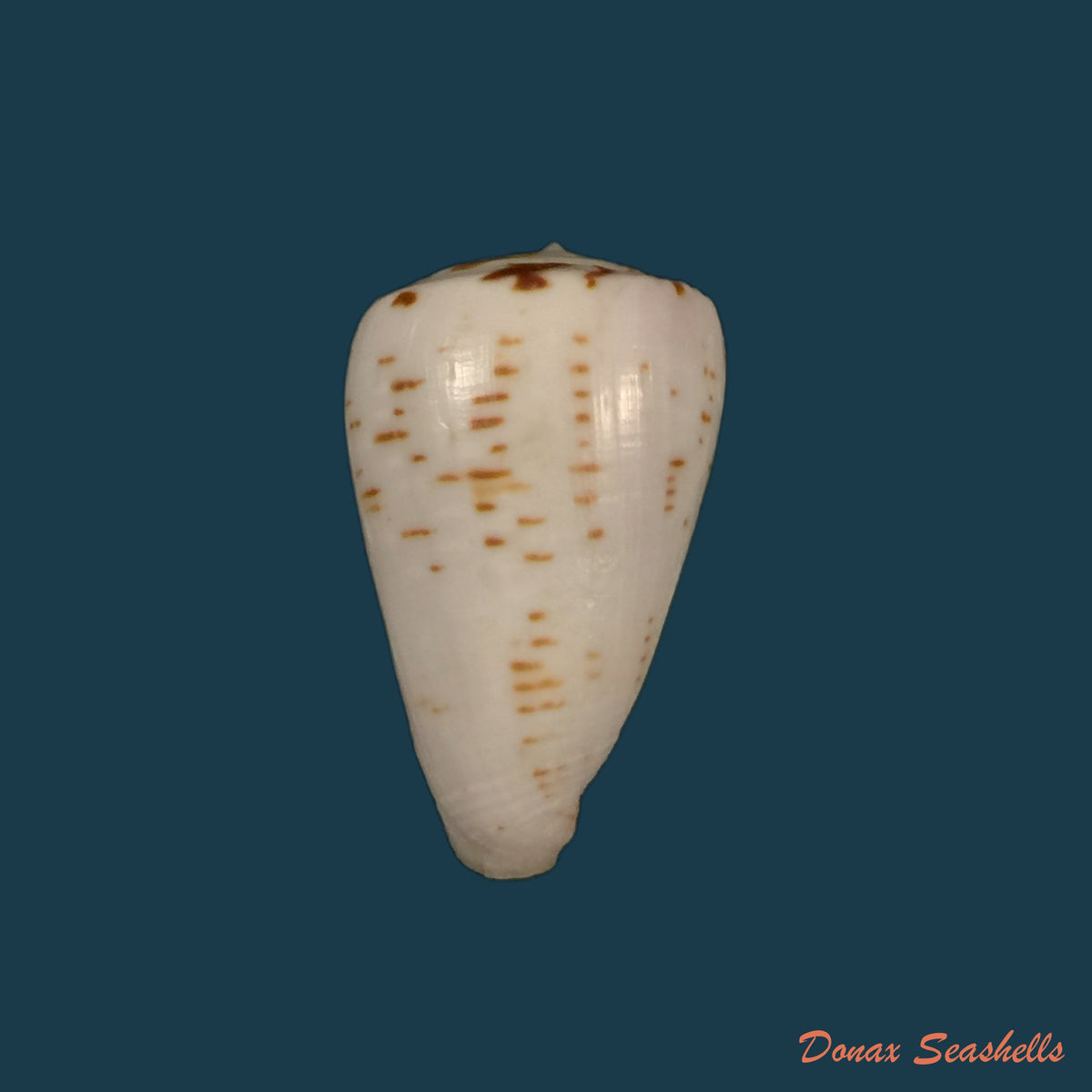 copia-de-conus-josephinae-rolan-1980-26-9mm