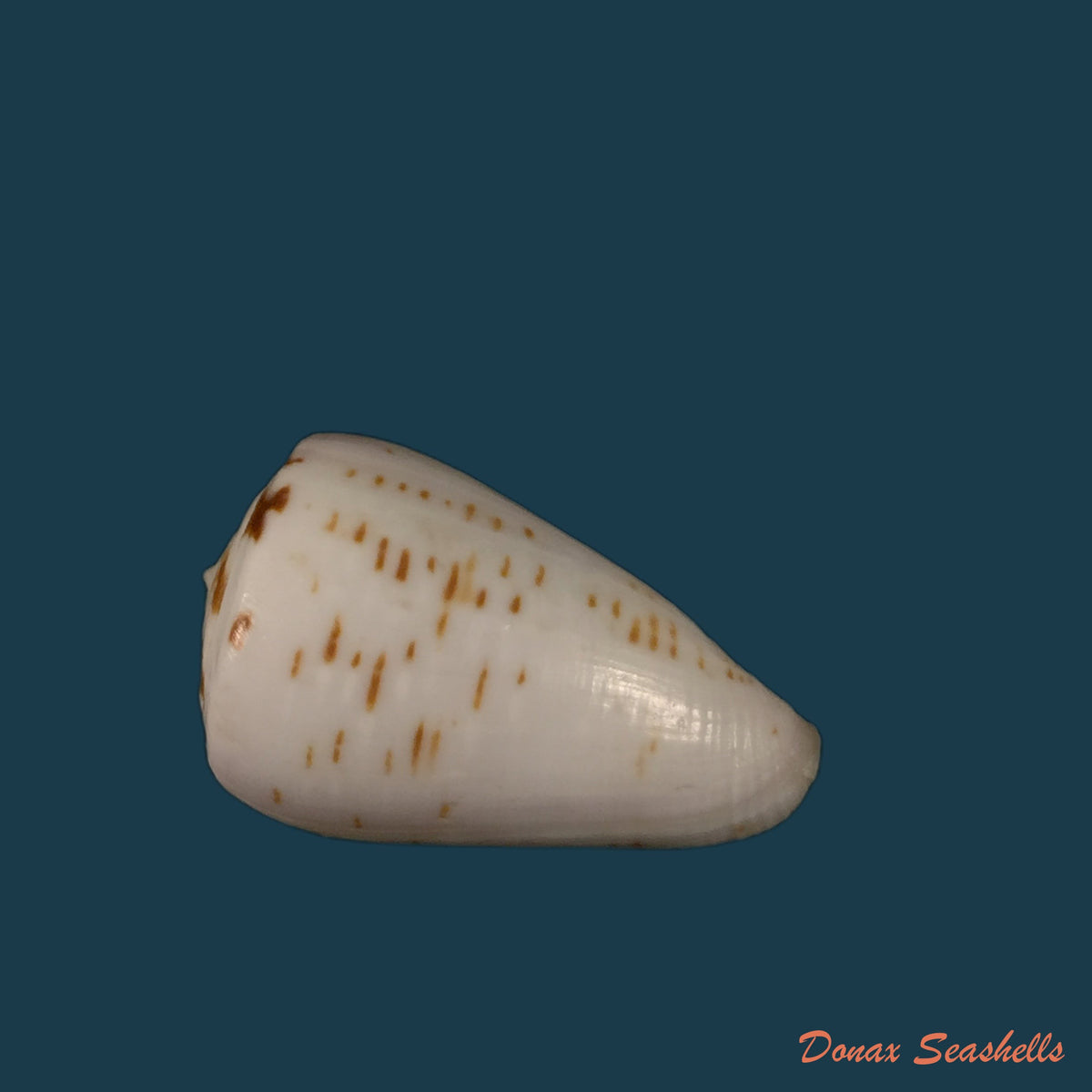 copia-de-conus-josephinae-rolan-1980-26-9mm
