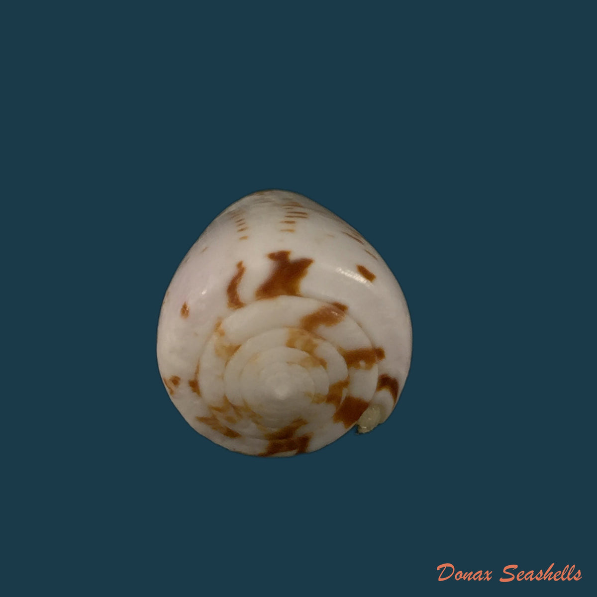 copia-de-conus-josephinae-rolan-1980-26-9mm