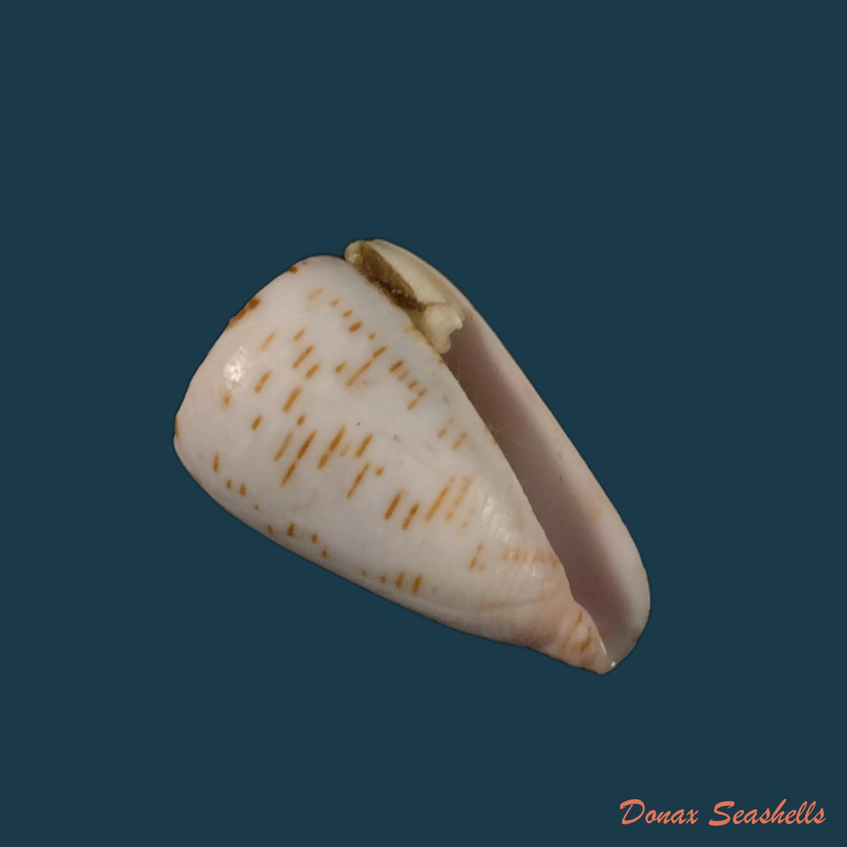 copia-de-conus-josephinae-rolan-1980-26-9mm