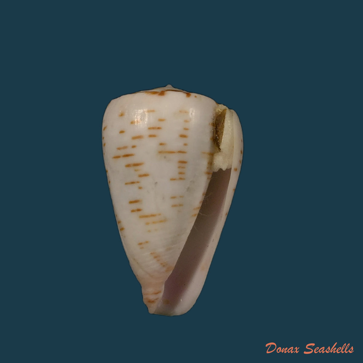 copia-de-conus-josephinae-rolan-1980-26-9mm