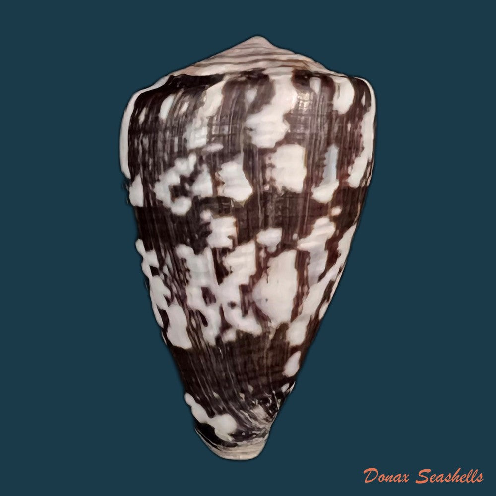 copia-de-conus-marimaris-tenorio-abalde-zardoya-2018-44-1mm-1