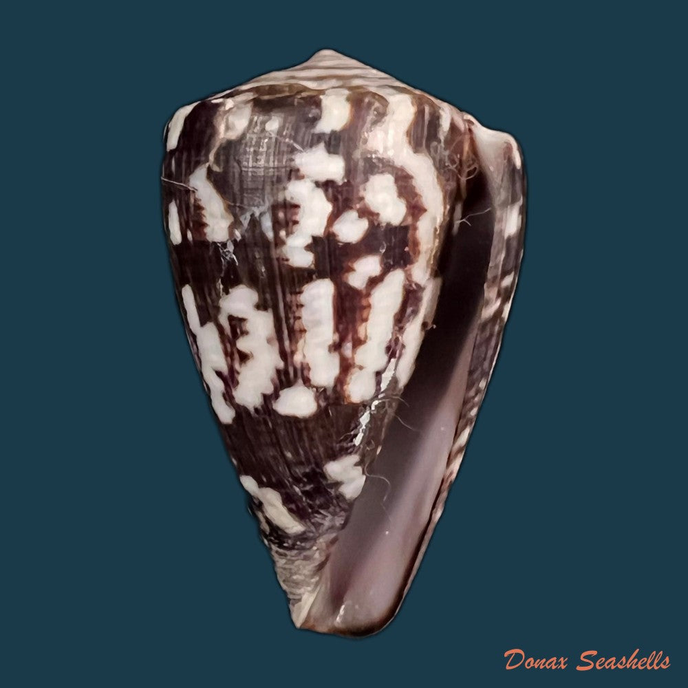 copia-de-conus-marimaris-tenorio-abalde-zardoya-2018-44-1mm-1