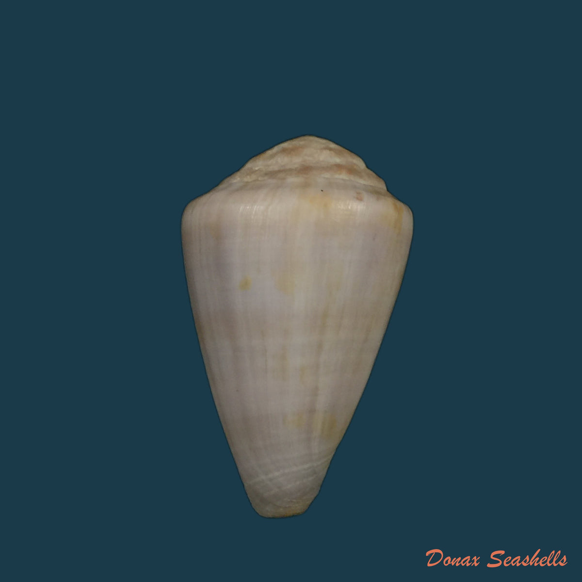 copia-de-conus-marimaris-tenorio-abalde-zardoya-2018-44-1mm