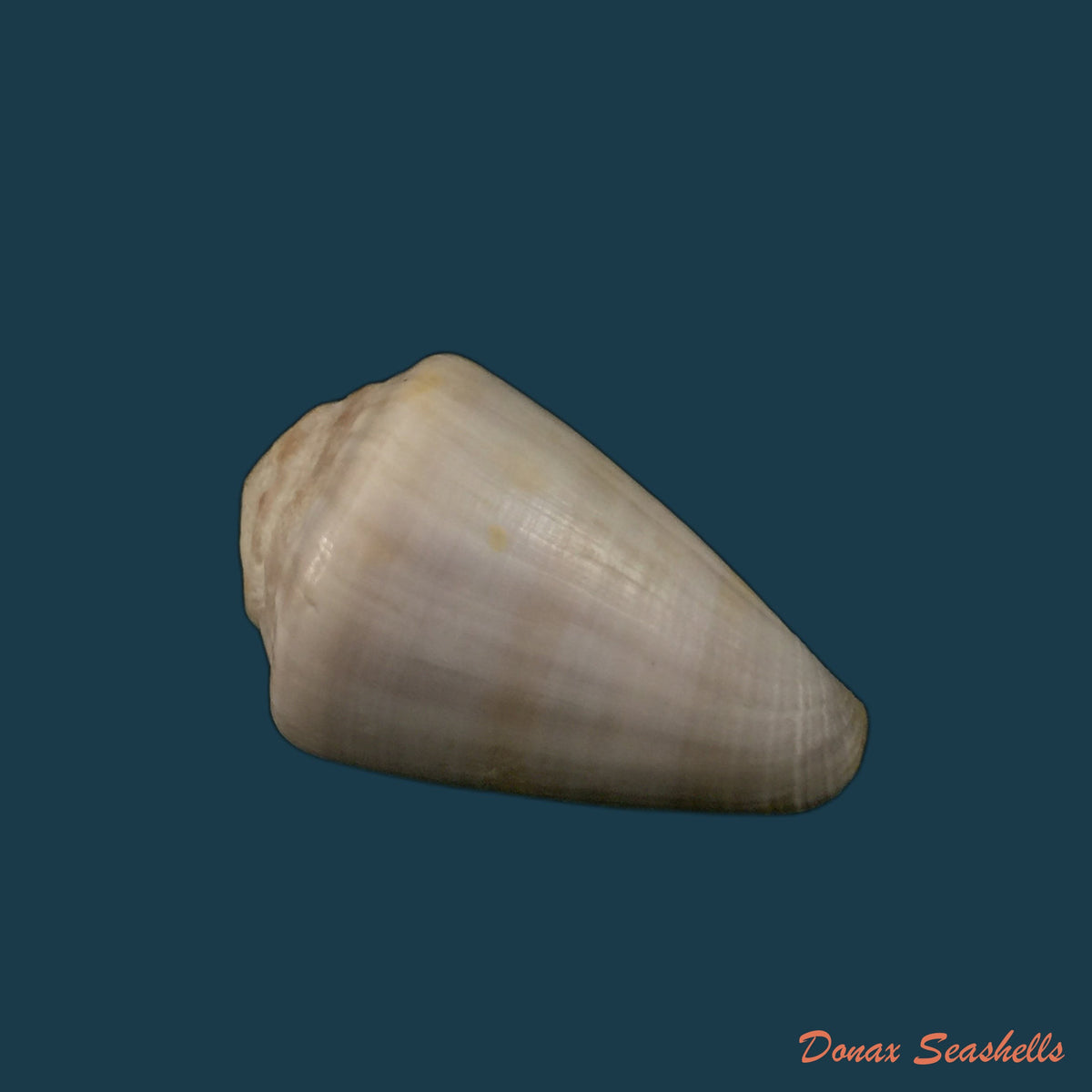 copia-de-conus-marimaris-tenorio-abalde-zardoya-2018-44-1mm