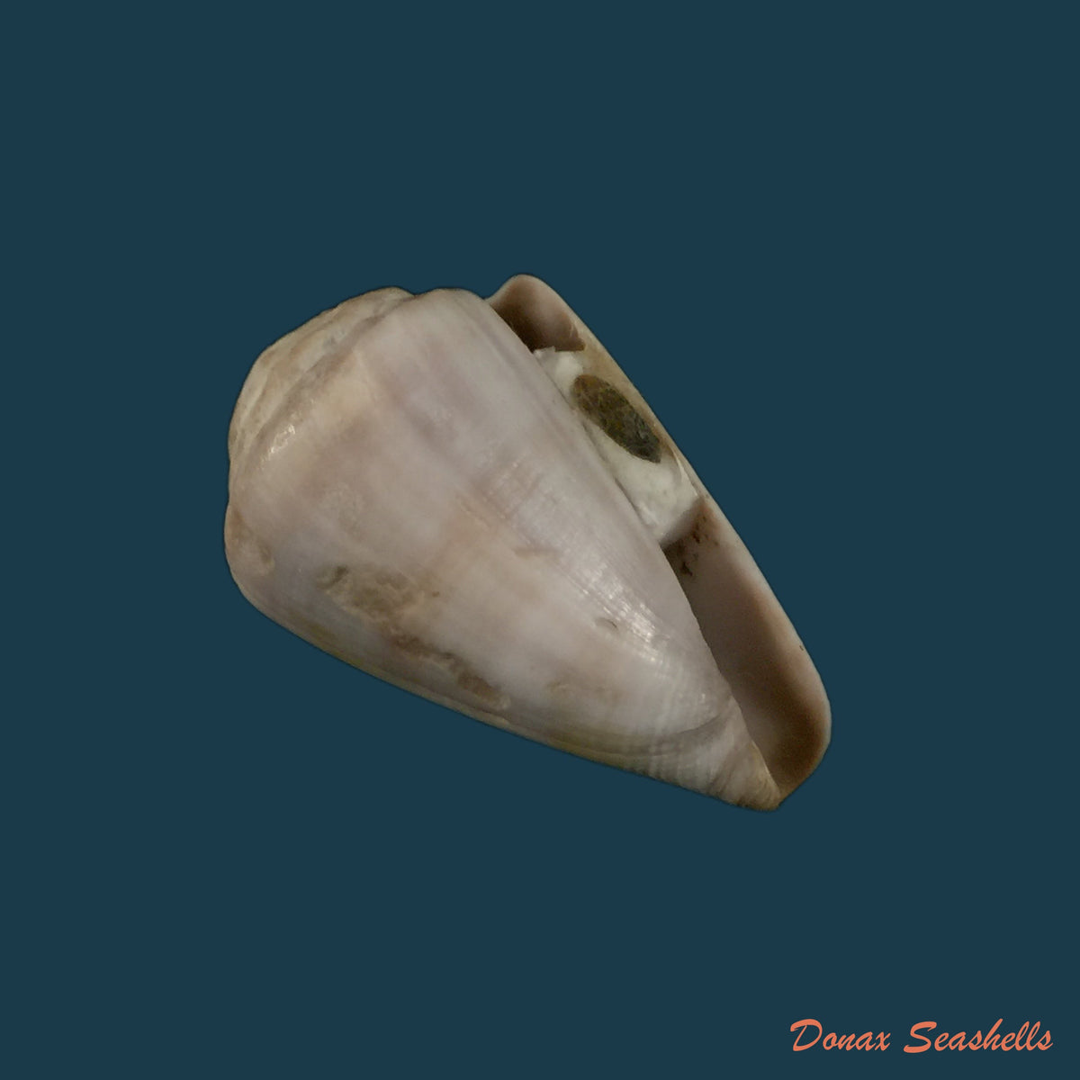 copia-de-conus-marimaris-tenorio-abalde-zardoya-2018-44-1mm